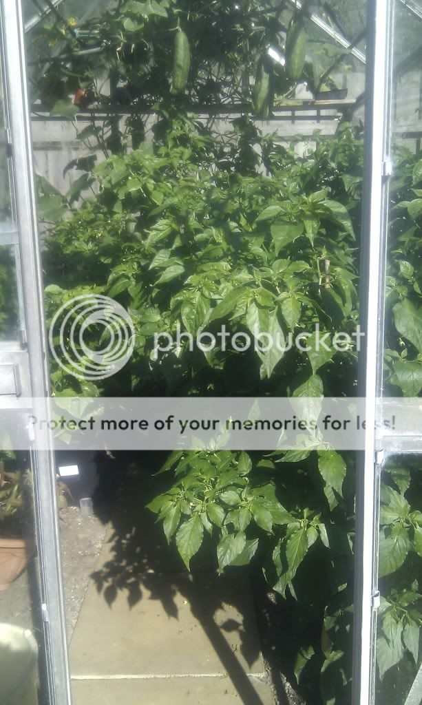 Posted Image