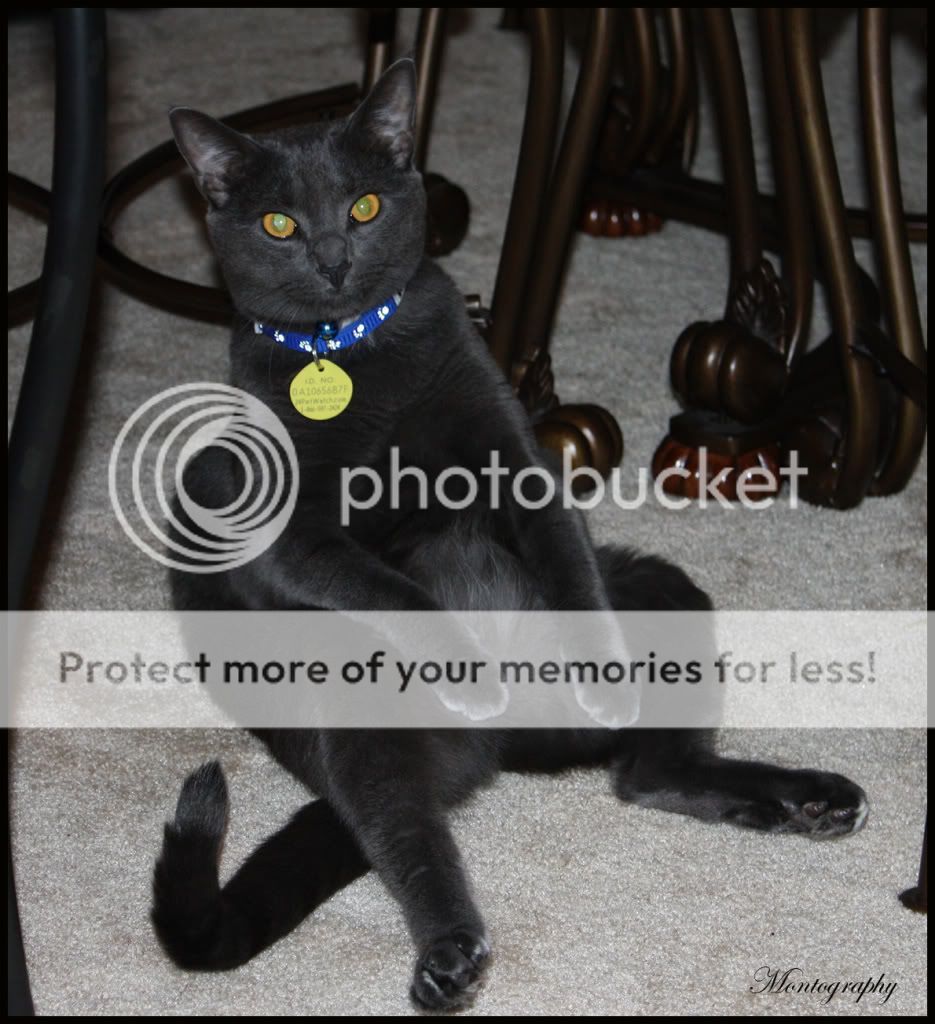 IMAGE: http://i337.photobucket.com/albums/n377/biglos079/Thomas.jpg