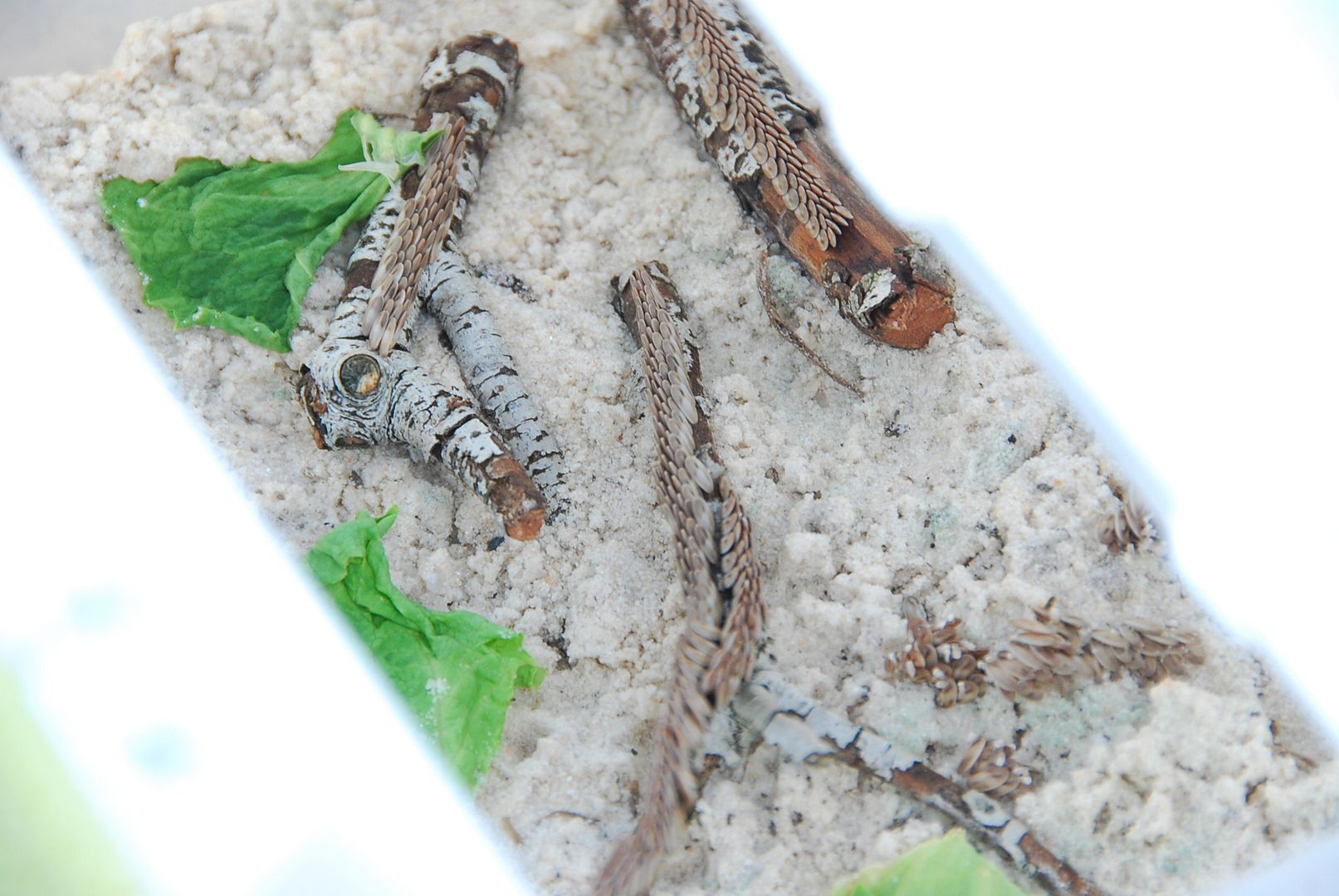 Katydid Eggs Are Hatching Chameleon Forums