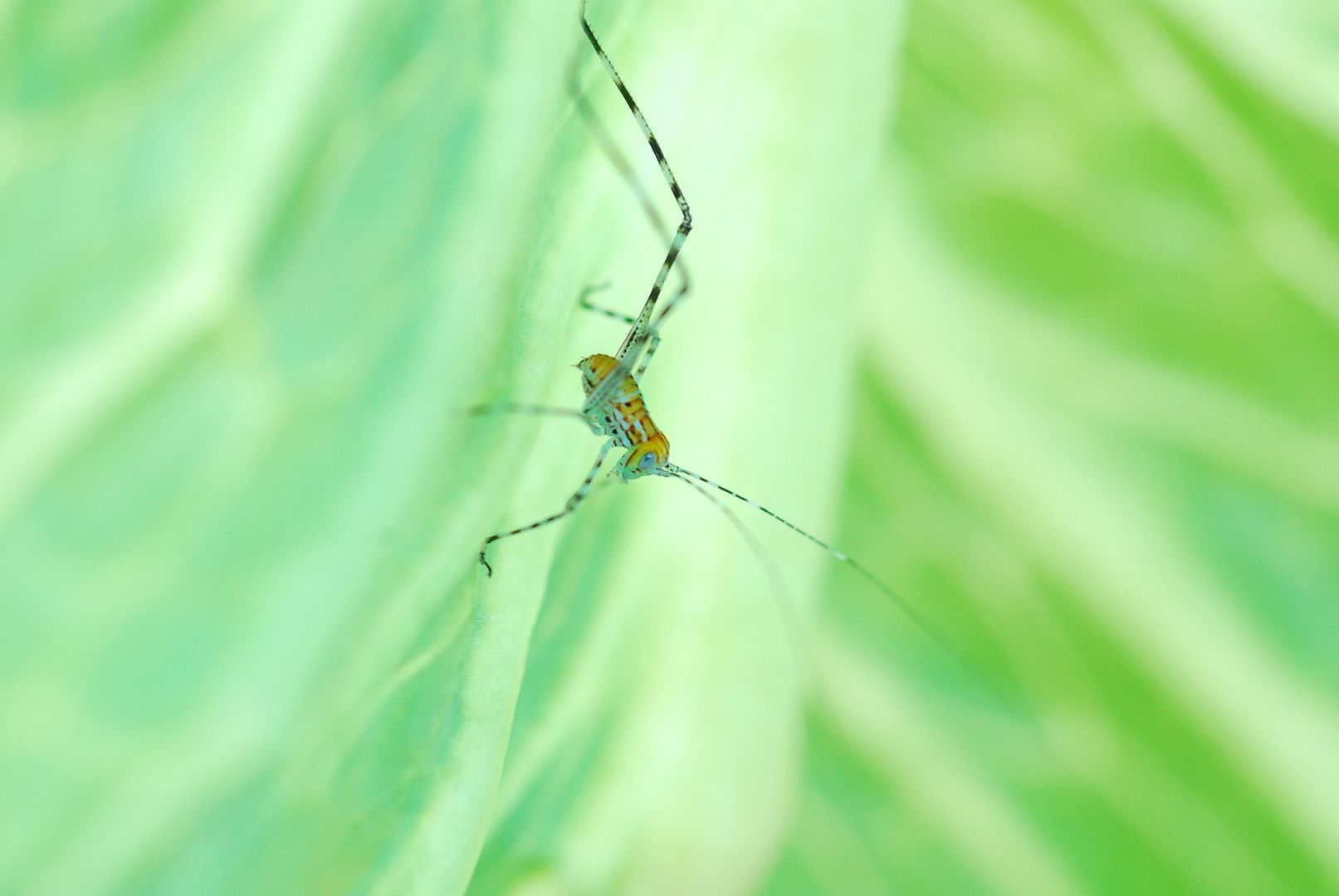 Katydid Eggs Are Hatching Chameleon Forums