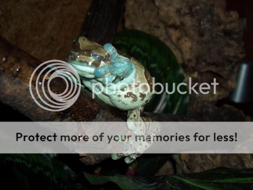 Do Amazon milk frogs shed? - Reptile Forums