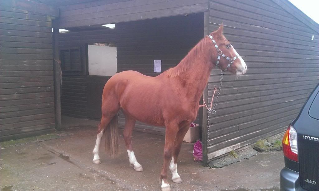Welsh Sec D x Thoroughbred....what do you think? Horse and Hound Forum