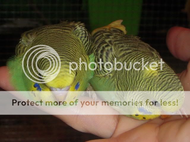 RSCN7502_411.jpg