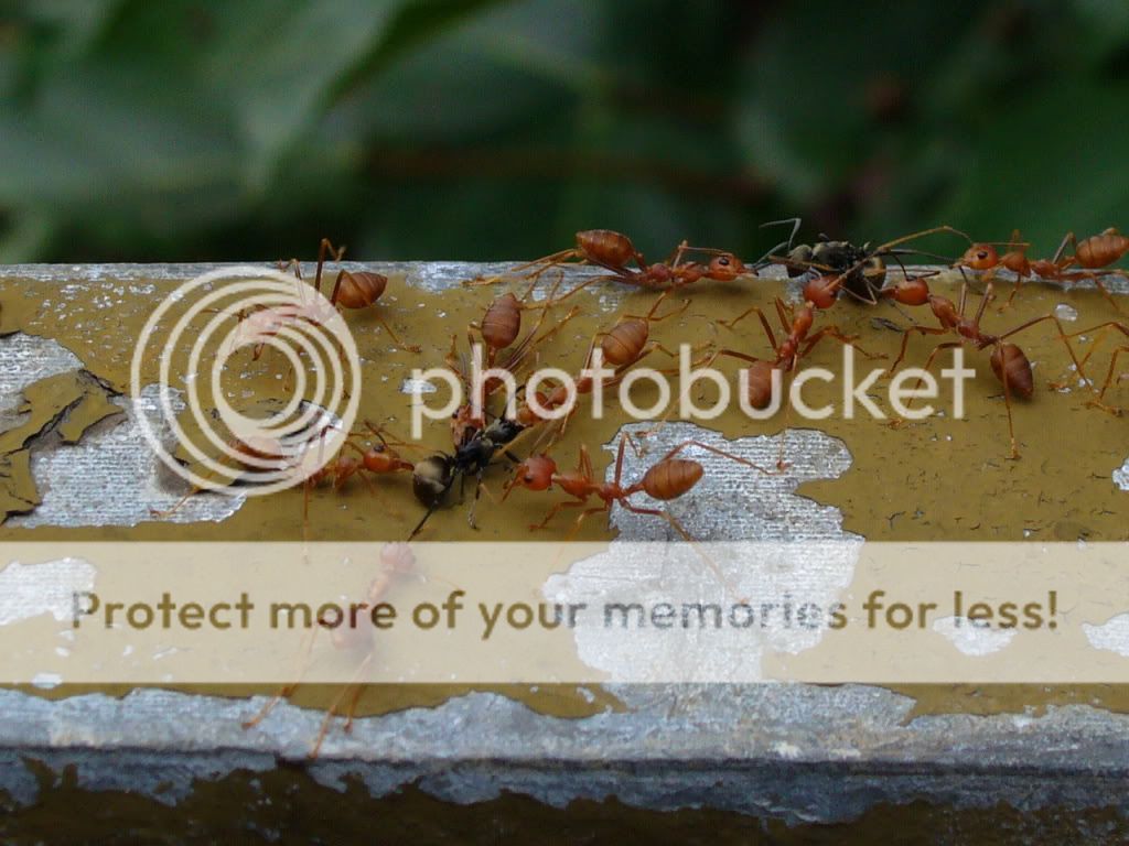 黄猄蚁猎食 - 膜翅目 hymenoptera - hkwildlife.